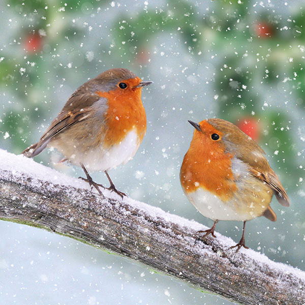 Two red breasted robins are pictured perching on a thin grey snowy branch with holly bushes and berries in the background. 